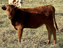 Heifer 15