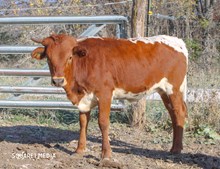 Esmeralda's Top Chic R-H