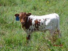 MTR BULL CALF 21/72