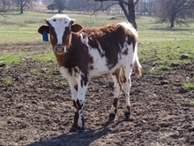 MTR BULL CALF 18/125