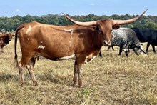 Heifer 1