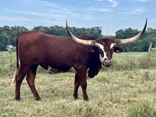 Steer 2