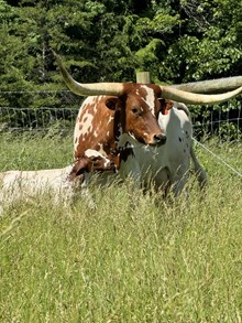 LF Midnight's Stargazer