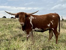 Heifer 1