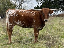 Heifer 7