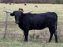 Heifer 2
