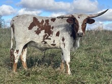 Heifer 12