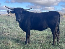 Heifer 25
