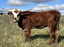 Heifer 19