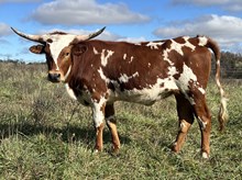 Heifer 18