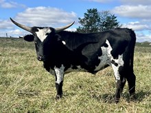 Heifer 8