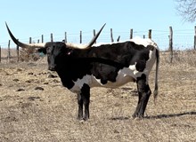 LF Mid Fortune Teller