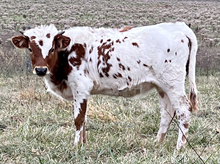 Heifer 9